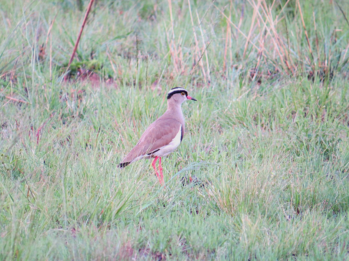 Crowned Lapwing - ML617881741