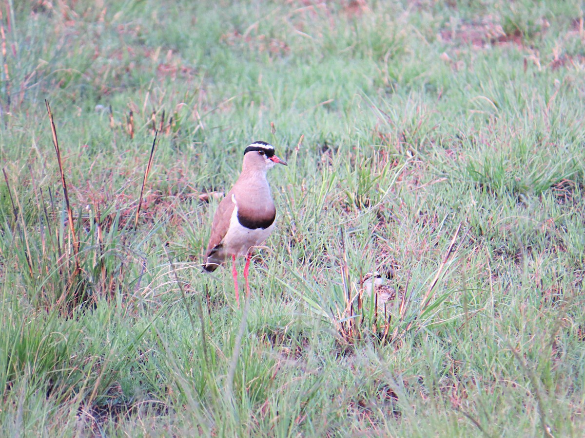 Crowned Lapwing - ML617881742