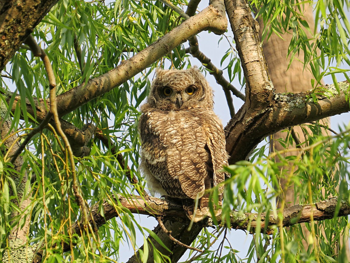 Spotted Eagle-Owl - ML617881761
