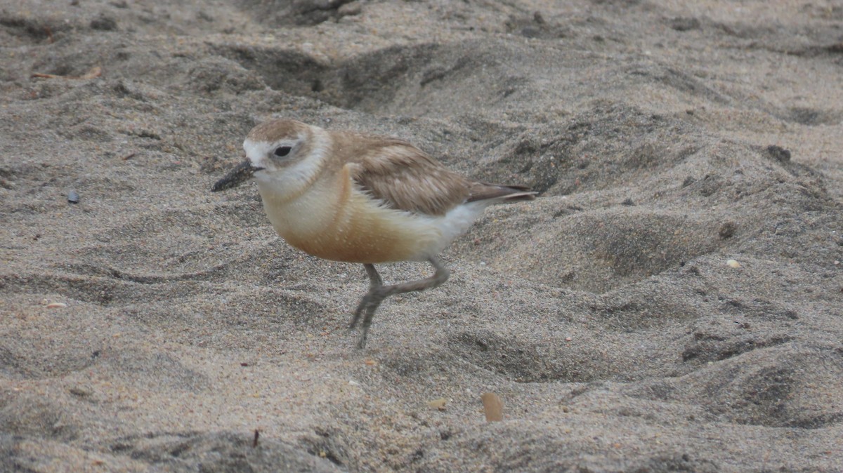 Red-breasted Dotterel (Northern) - ML617881768