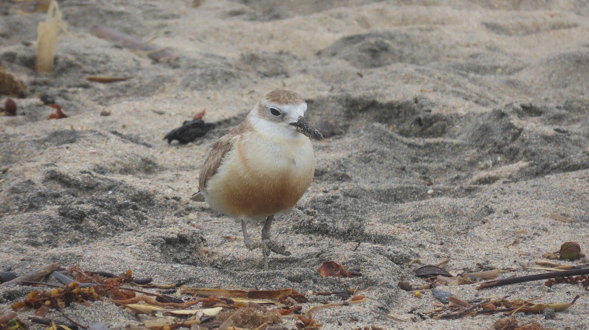 Red-breasted Dotterel (Northern) - ML617881769