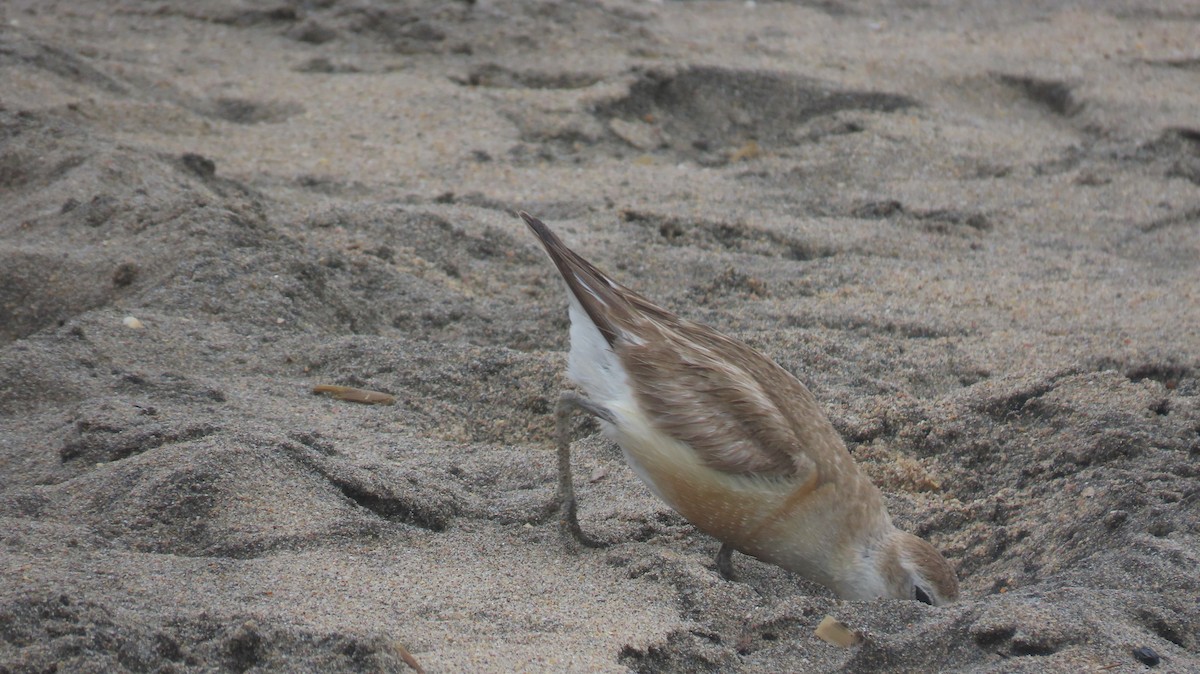 Red-breasted Dotterel (Northern) - ML617881770