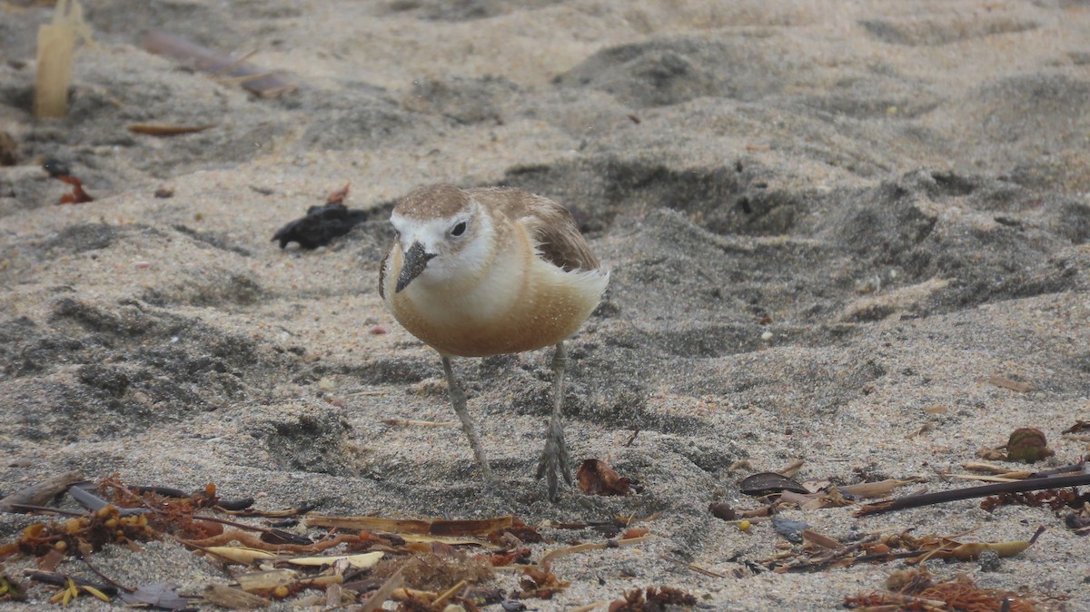 Red-breasted Dotterel (Northern) - ML617881773
