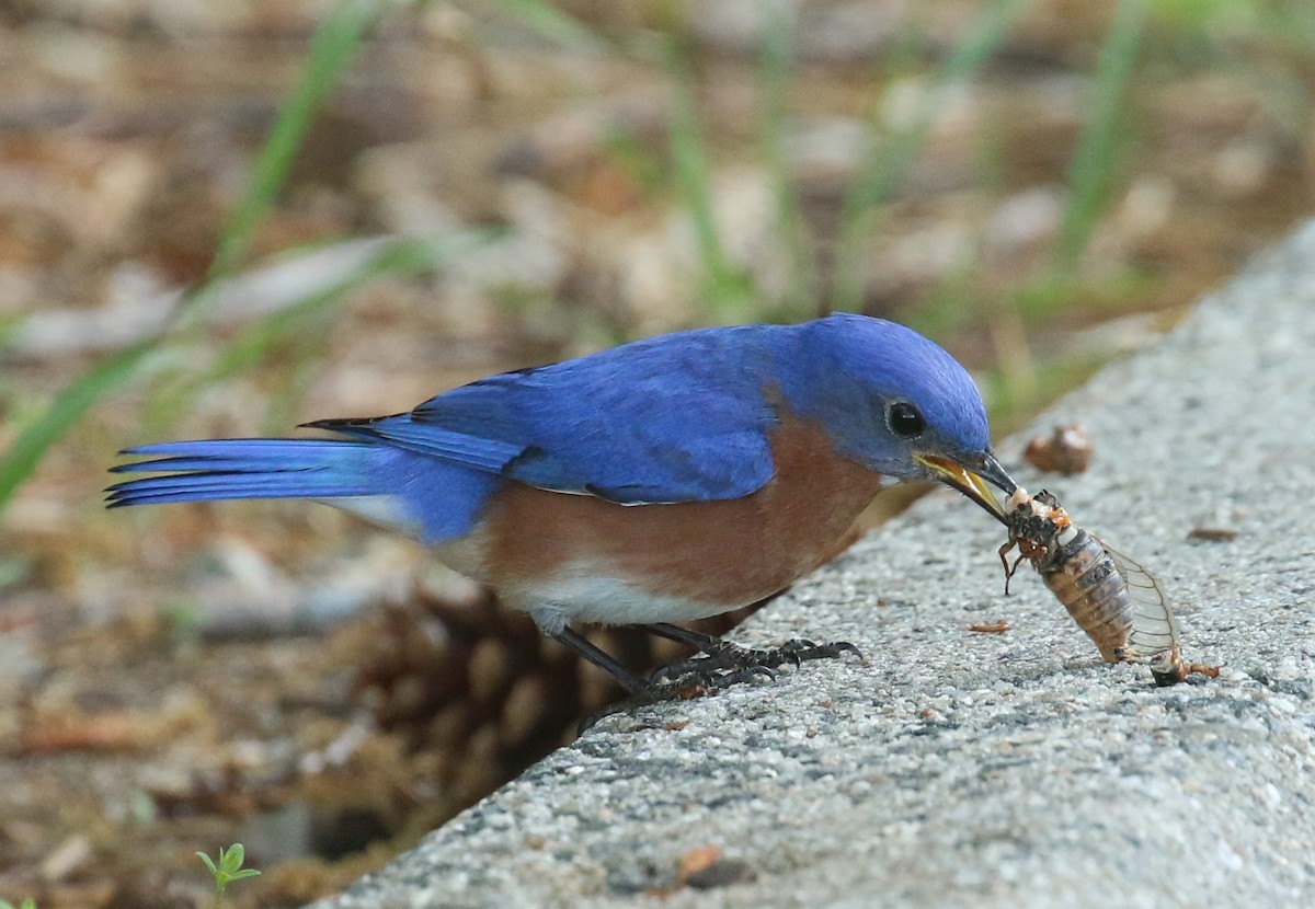 Eastern Bluebird - Sujata roy
