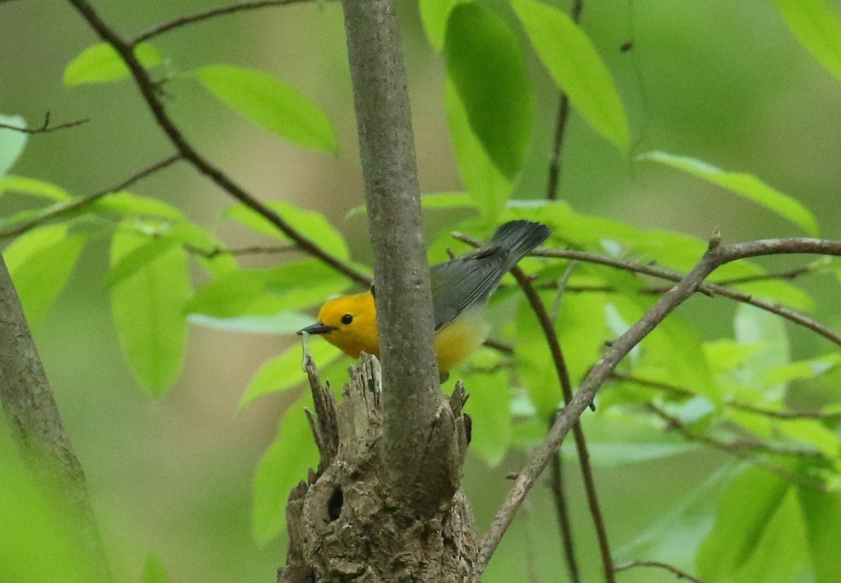 Prothonotary Warbler - Sujata roy