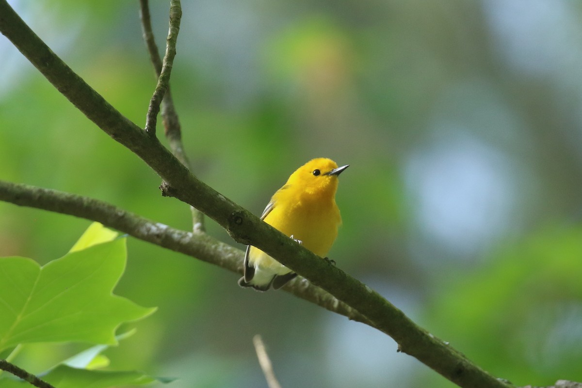 Prothonotary Warbler - Sujata roy