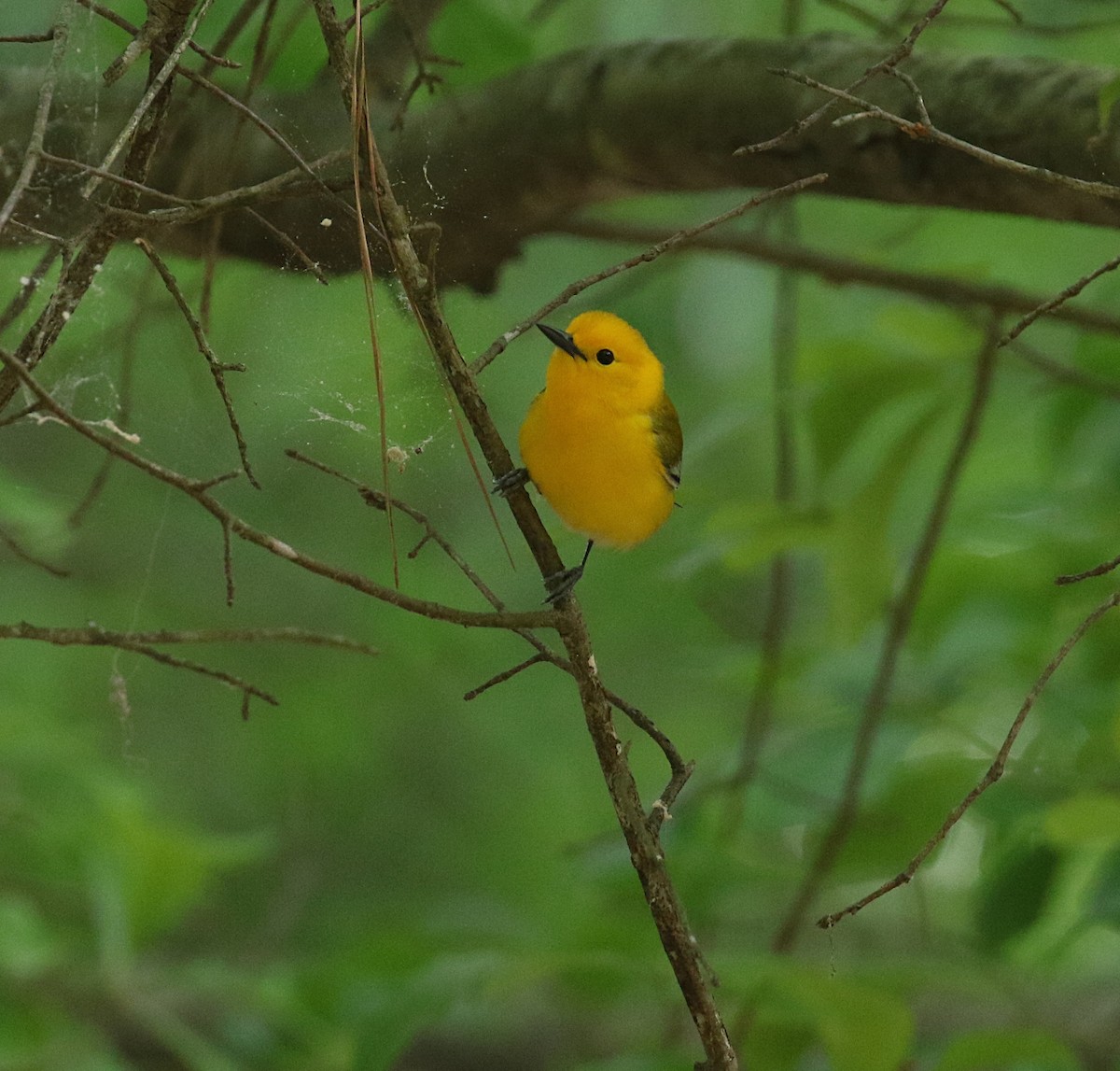 Prothonotary Warbler - ML617881821