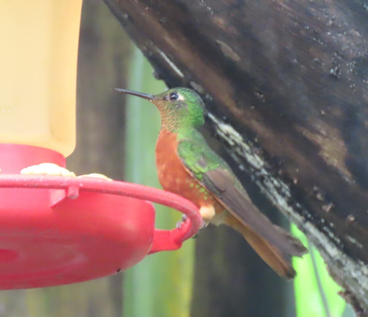 kolibřík peruánský - ML617881853