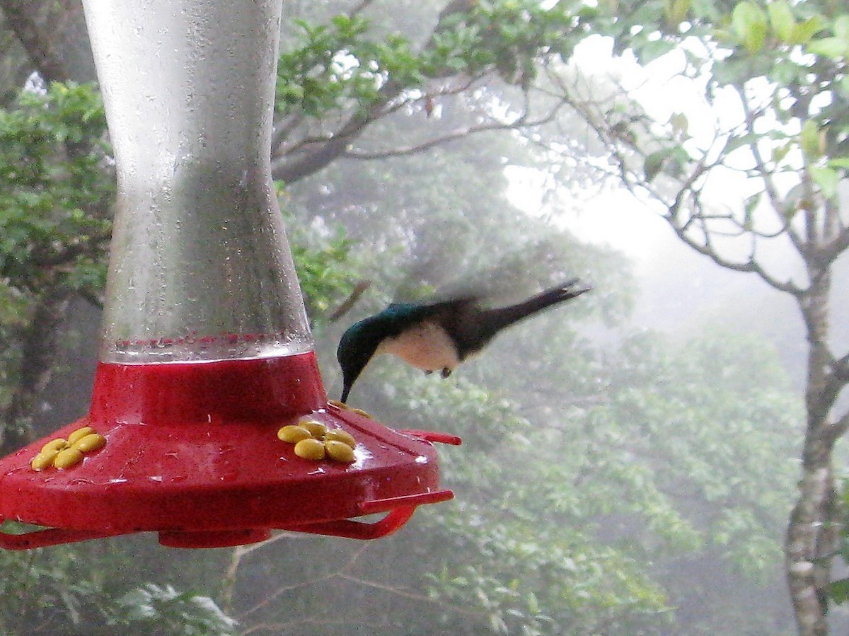 kolibřík purpurovohlavý - ML617881881