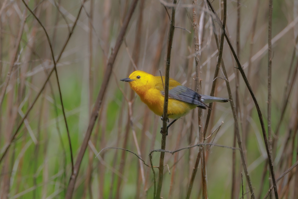 Prothonotary Warbler - ML617881882