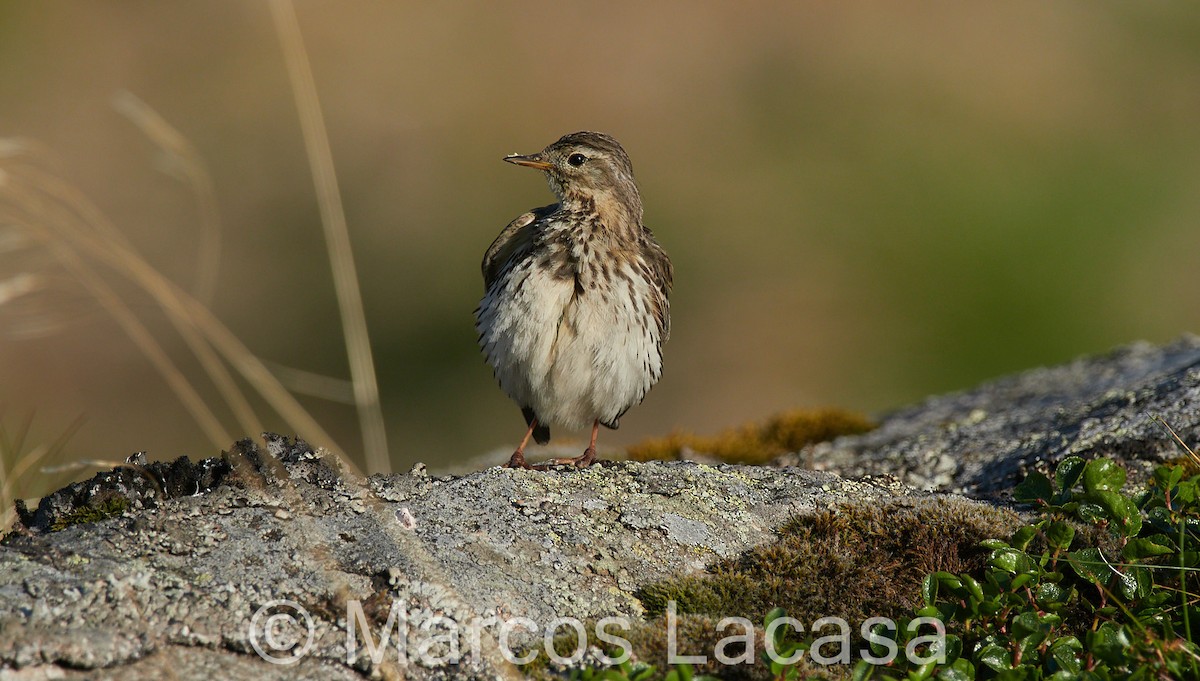 Meadow Pipit - ML617881892