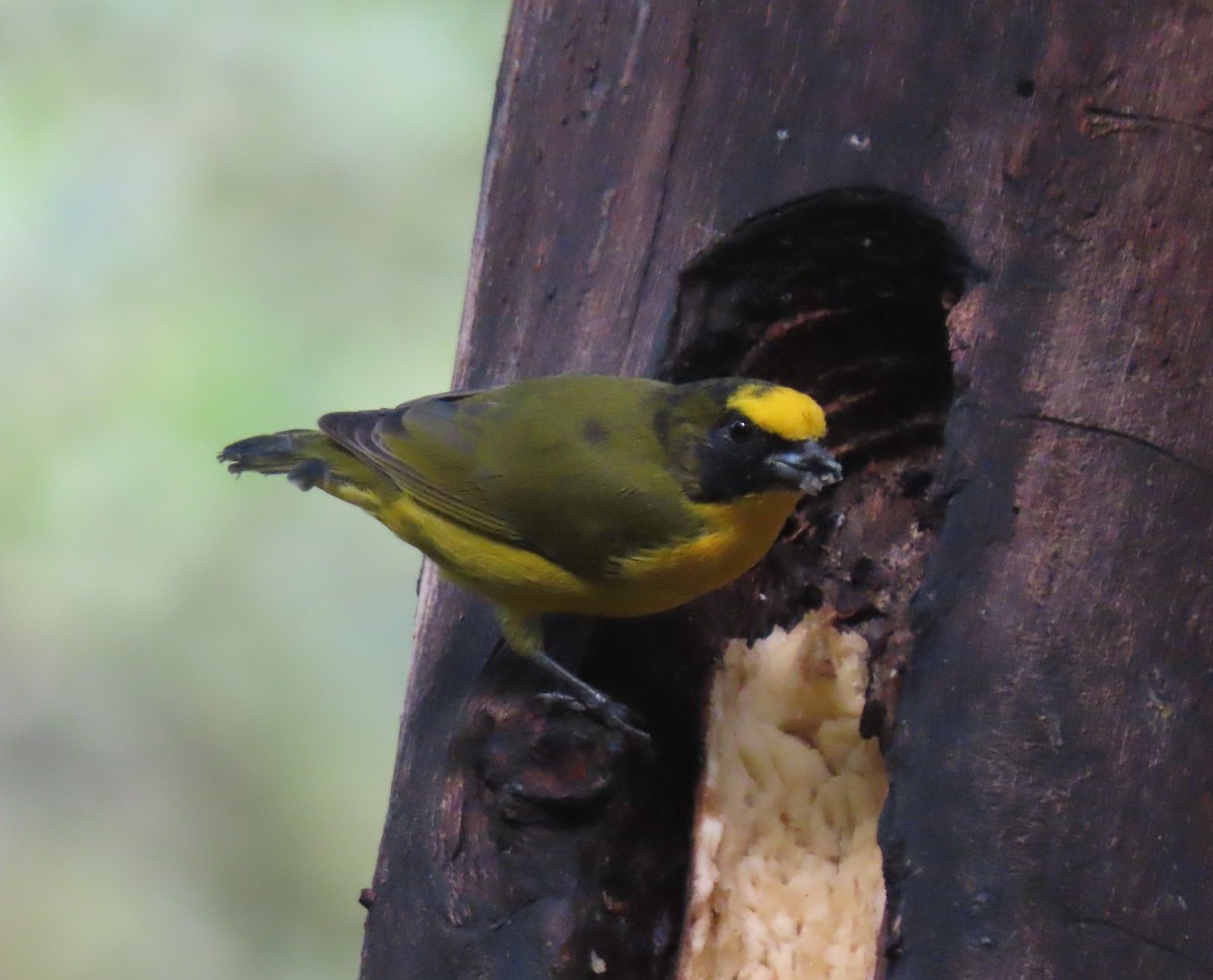 Thick-billed Euphonia - Elaine Wagner