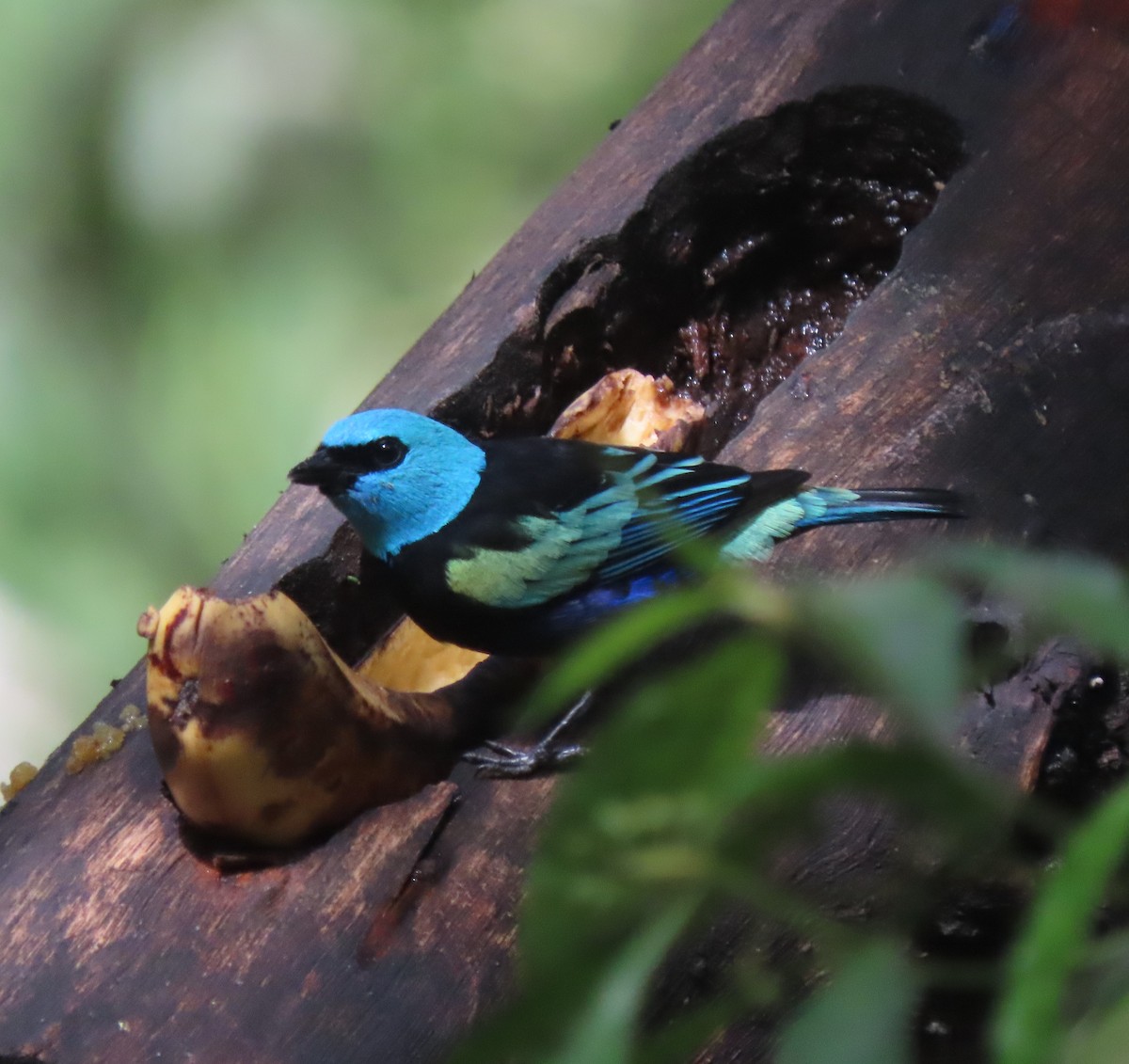 Blue-necked Tanager - ML617881913