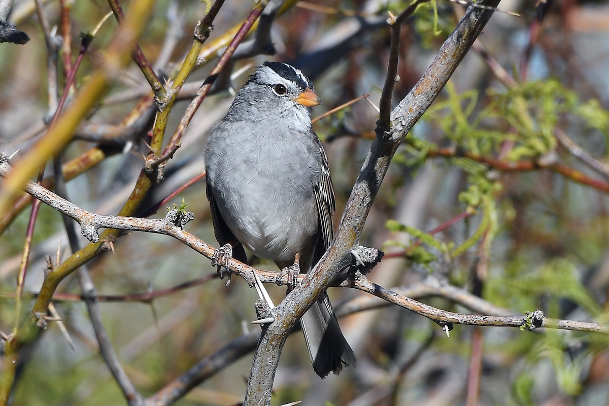 White-crowned Sparrow - ML617881931