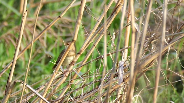 Common Grasshopper Warbler - ML617881972