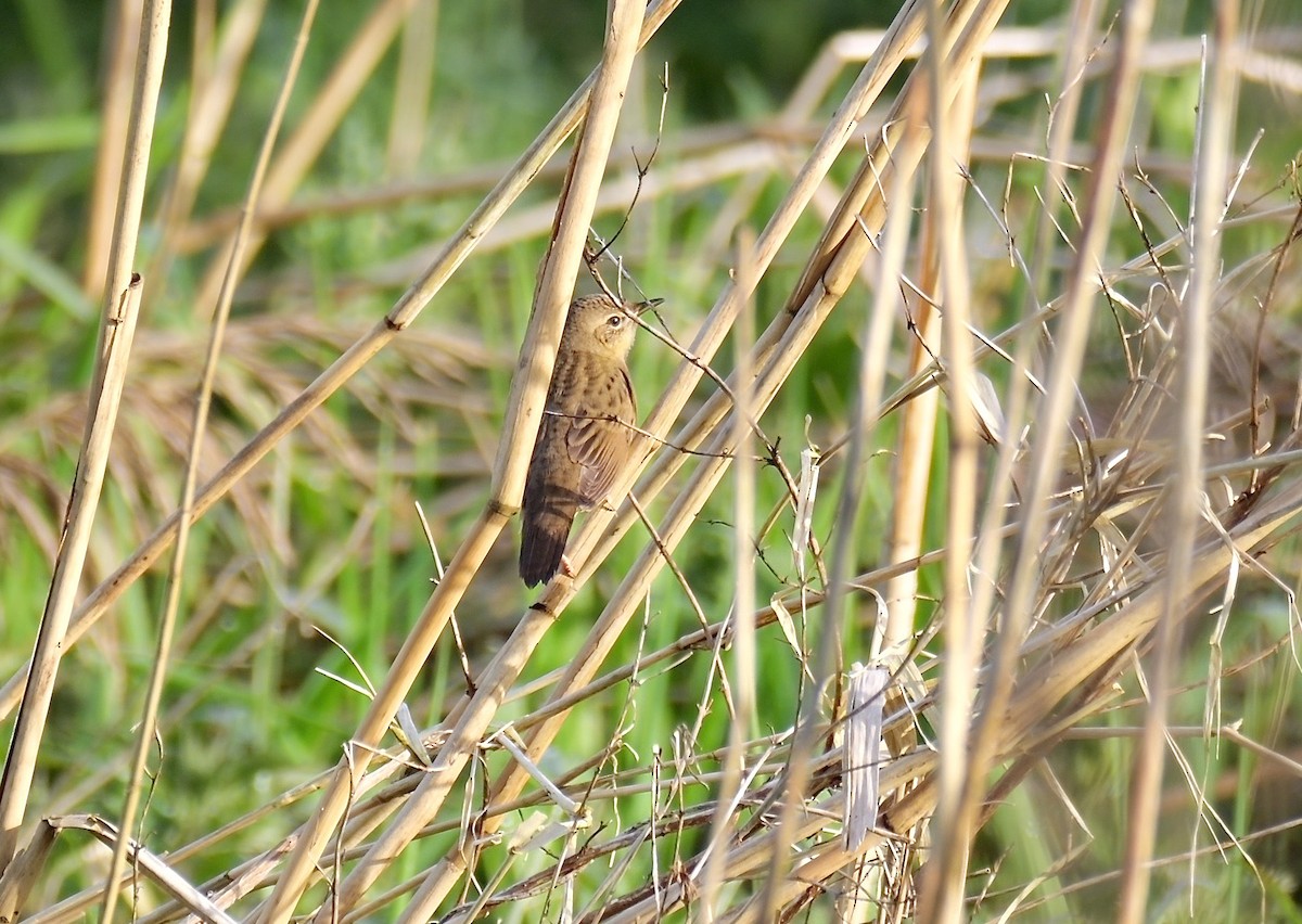 Common Grasshopper Warbler - ML617882044