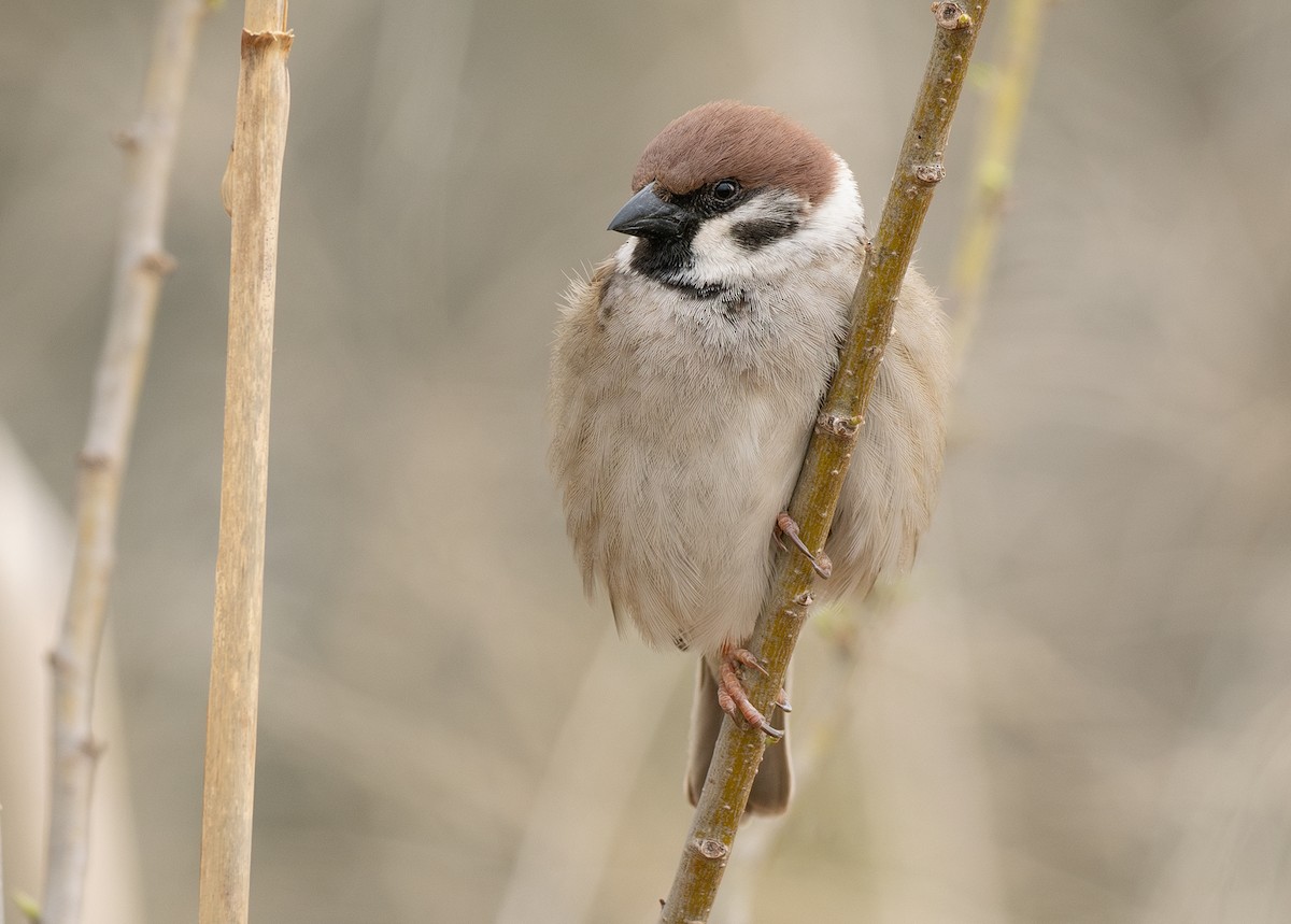 Eurasian Tree Sparrow - ML617882112