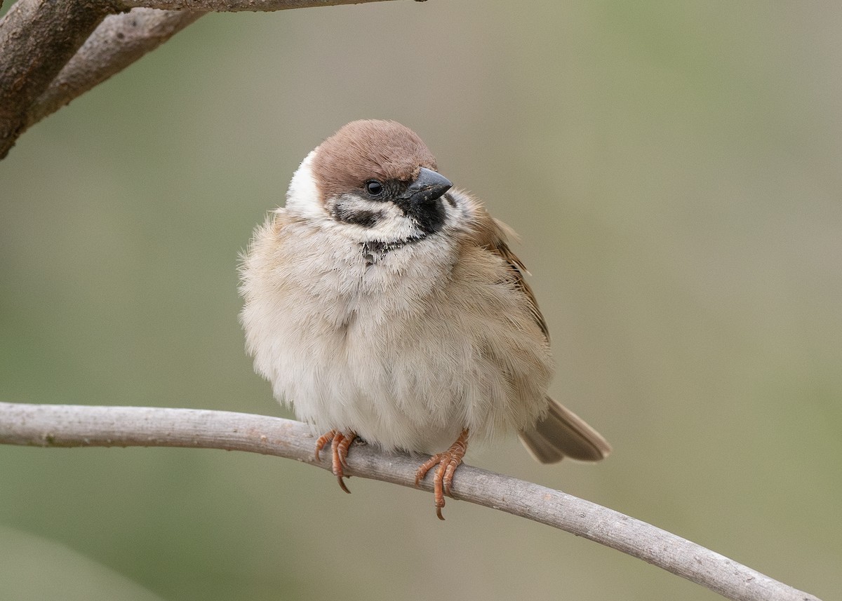 Eurasian Tree Sparrow - ML617882113