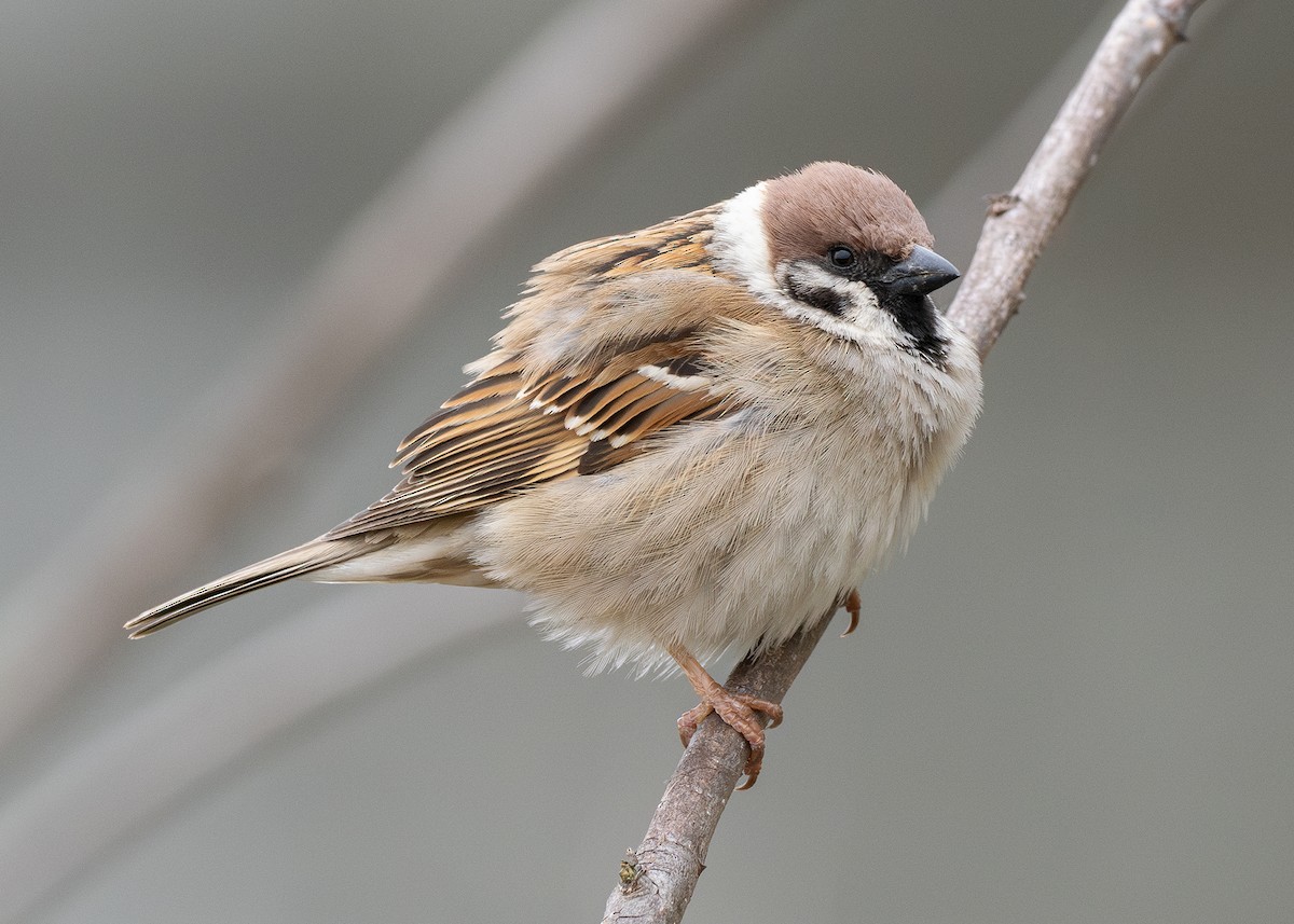Eurasian Tree Sparrow - ML617882114