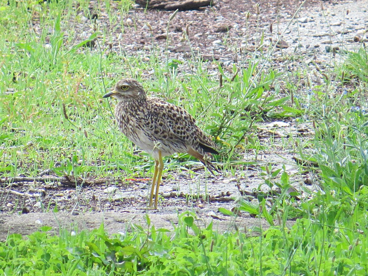 Spotted Thick-knee - ML617882125
