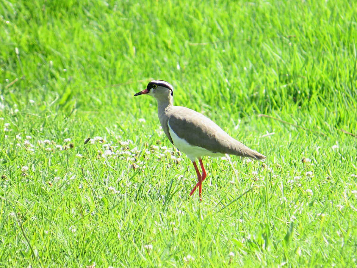 Crowned Lapwing - ML617882139