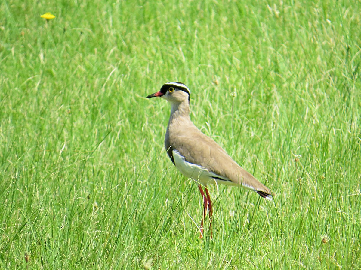 Crowned Lapwing - ML617882140