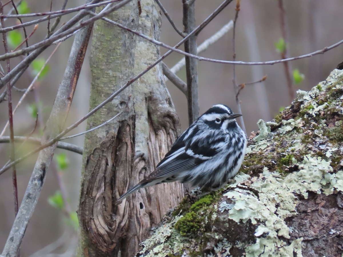 Black-and-white Warbler - ML617882188