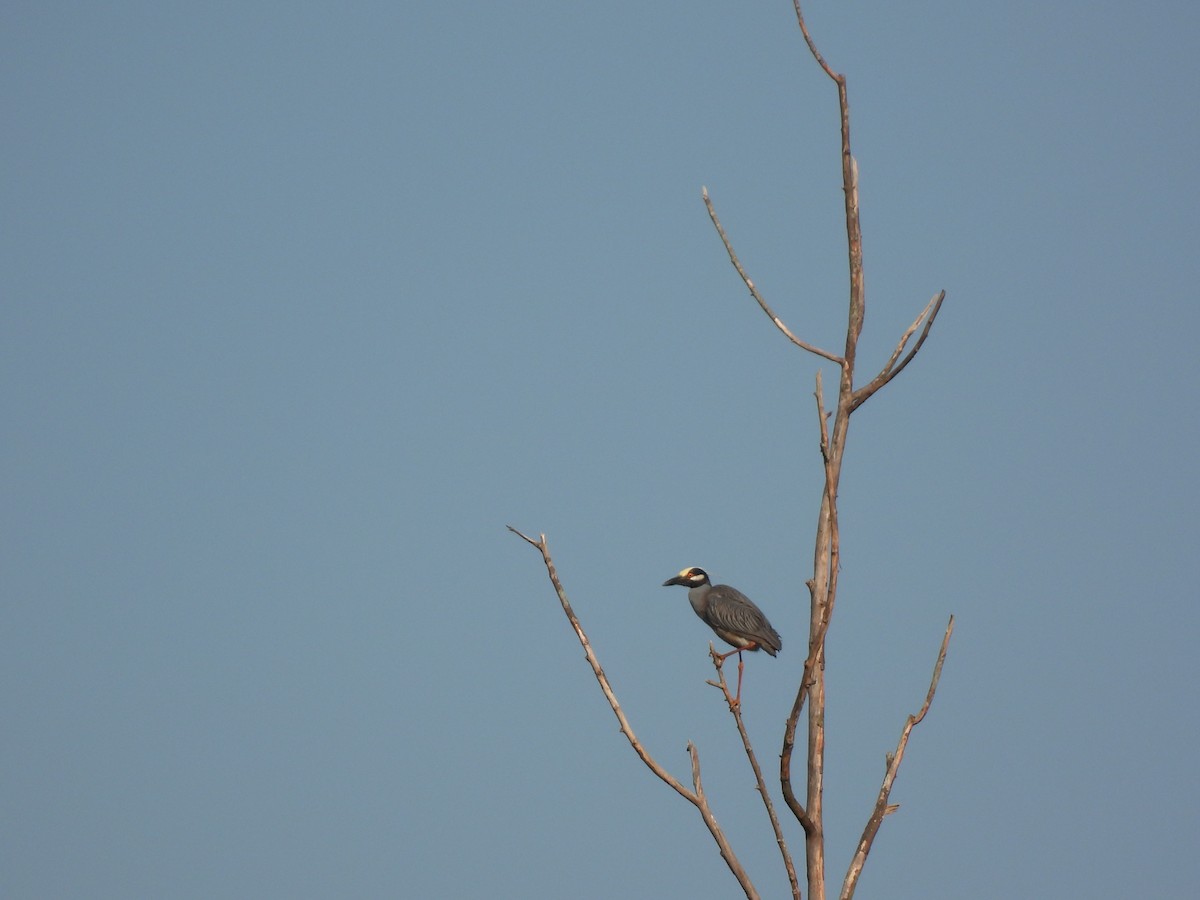 Yellow-crowned Night Heron - ML617882199
