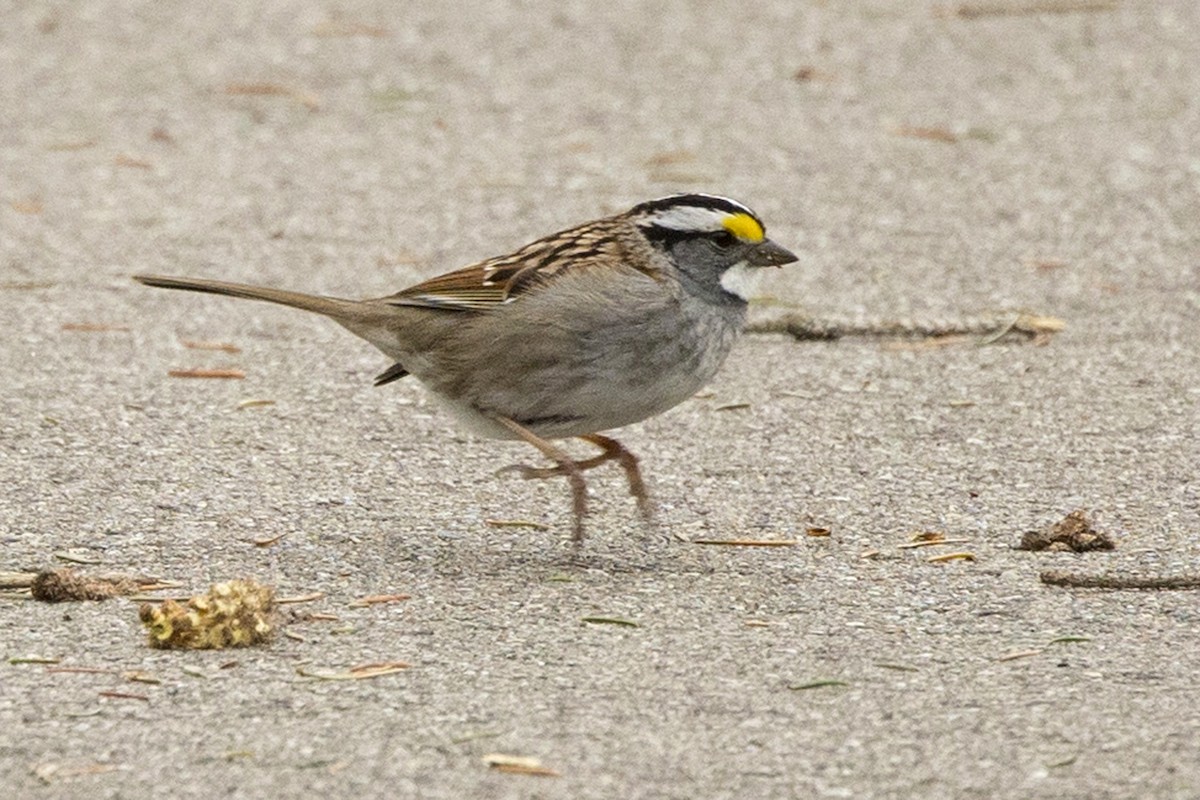 White-throated Sparrow - ML617882231