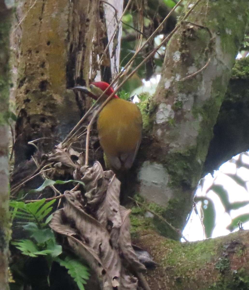 Golden-olive Woodpecker - ML617882244