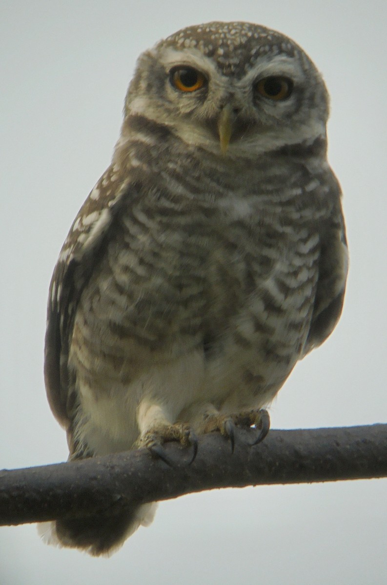 Spotted Owlet - ML617882270