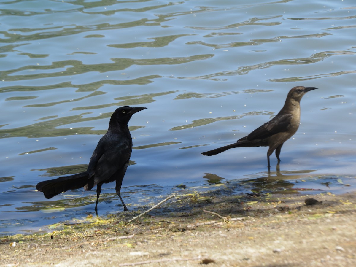 Great-tailed Grackle - ML617882311