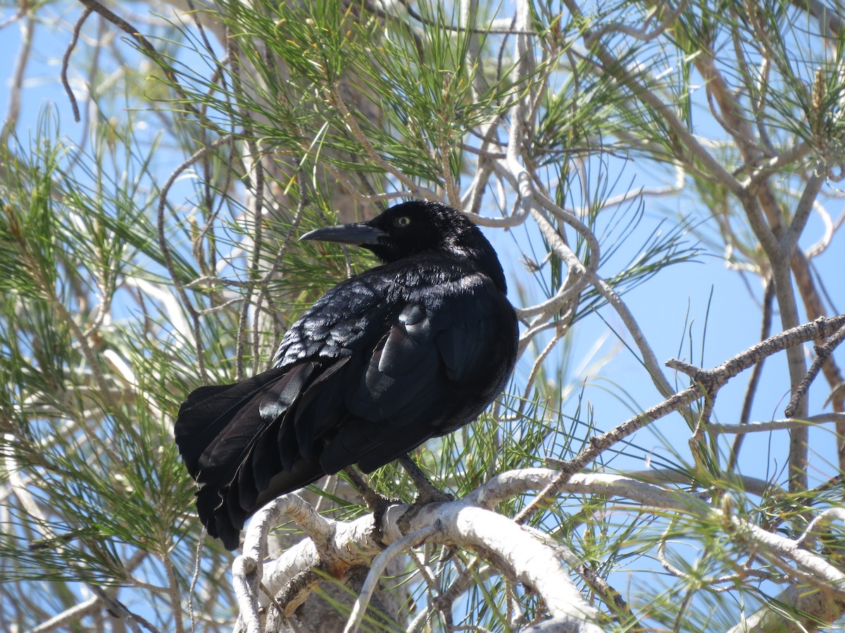 Great-tailed Grackle - ML617882312