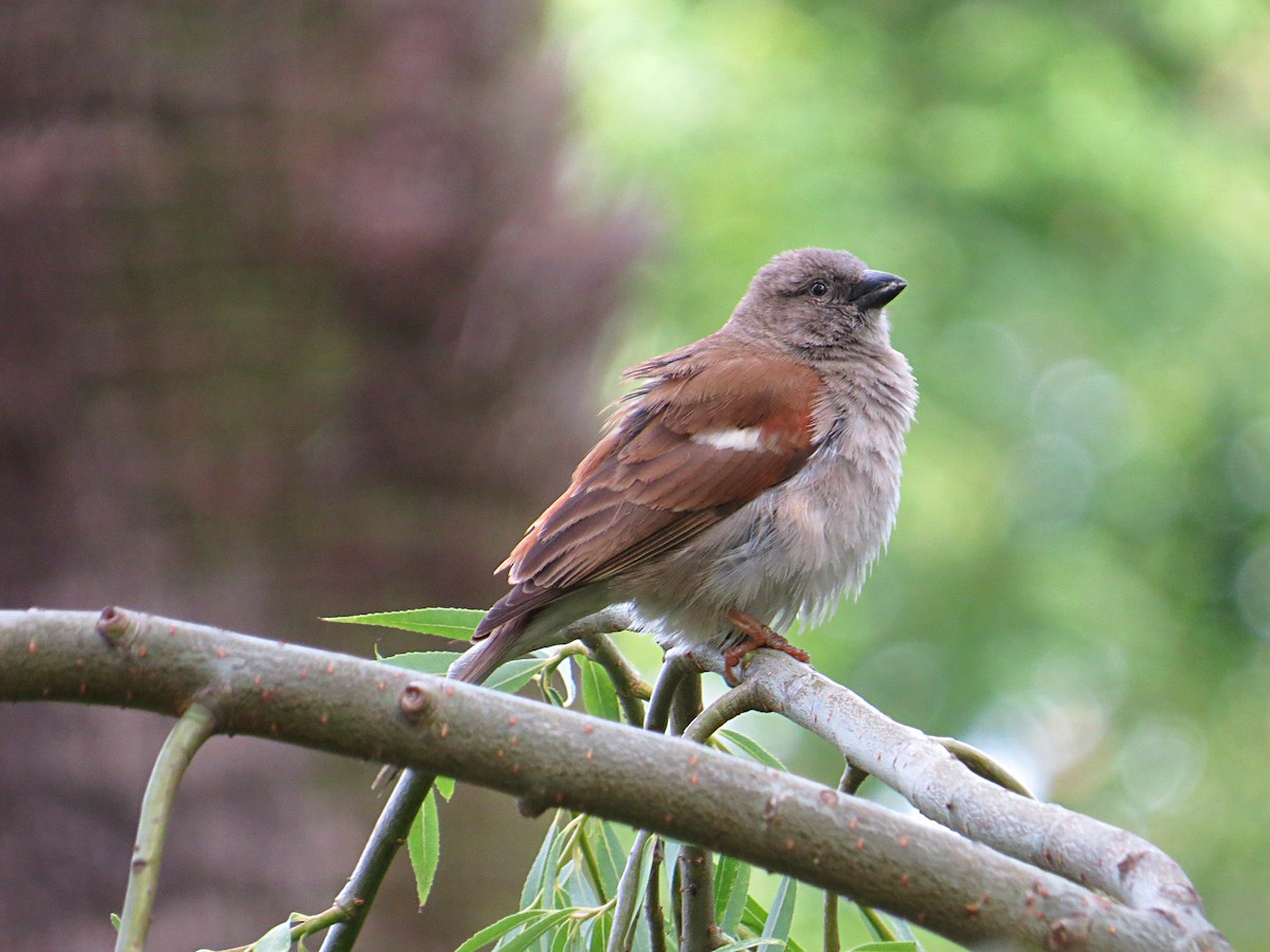 Southern Gray-headed Sparrow - Andrew Cauldwell
