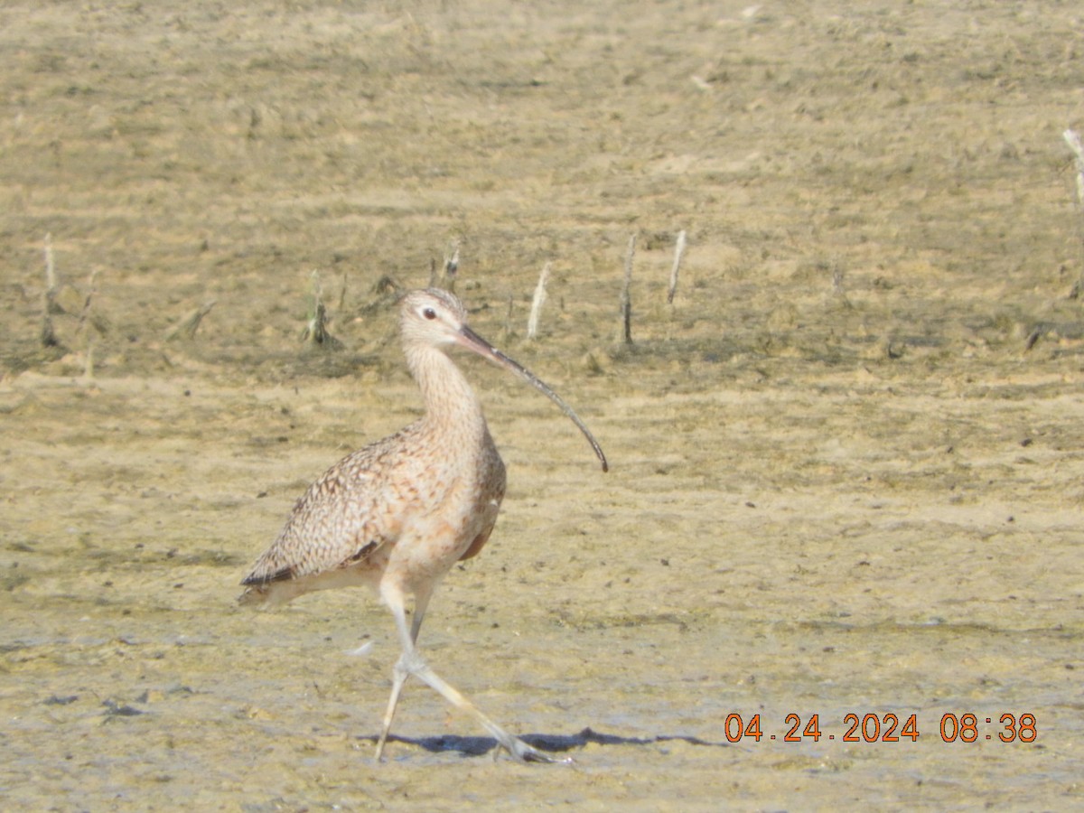 Long-billed Curlew - Charles  Ritter