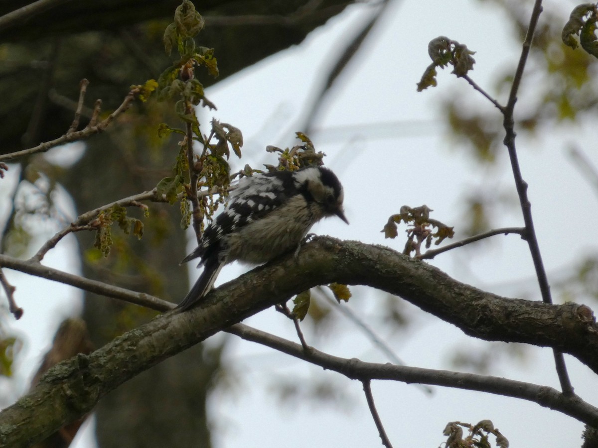 Lesser Spotted Woodpecker - Frederik Albrecht