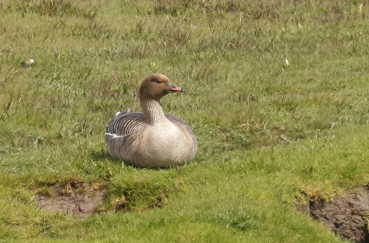 Pink-footed Goose - ML617882499