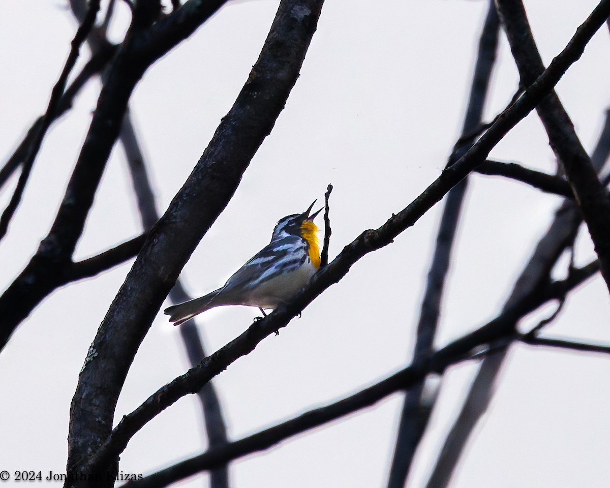 Yellow-throated Warbler - Jonathan Klizas