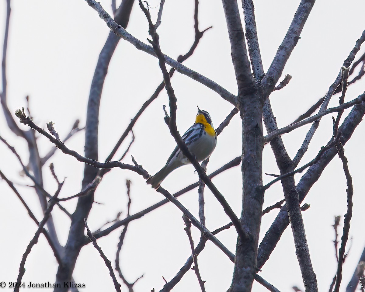 Yellow-throated Warbler - ML617882507