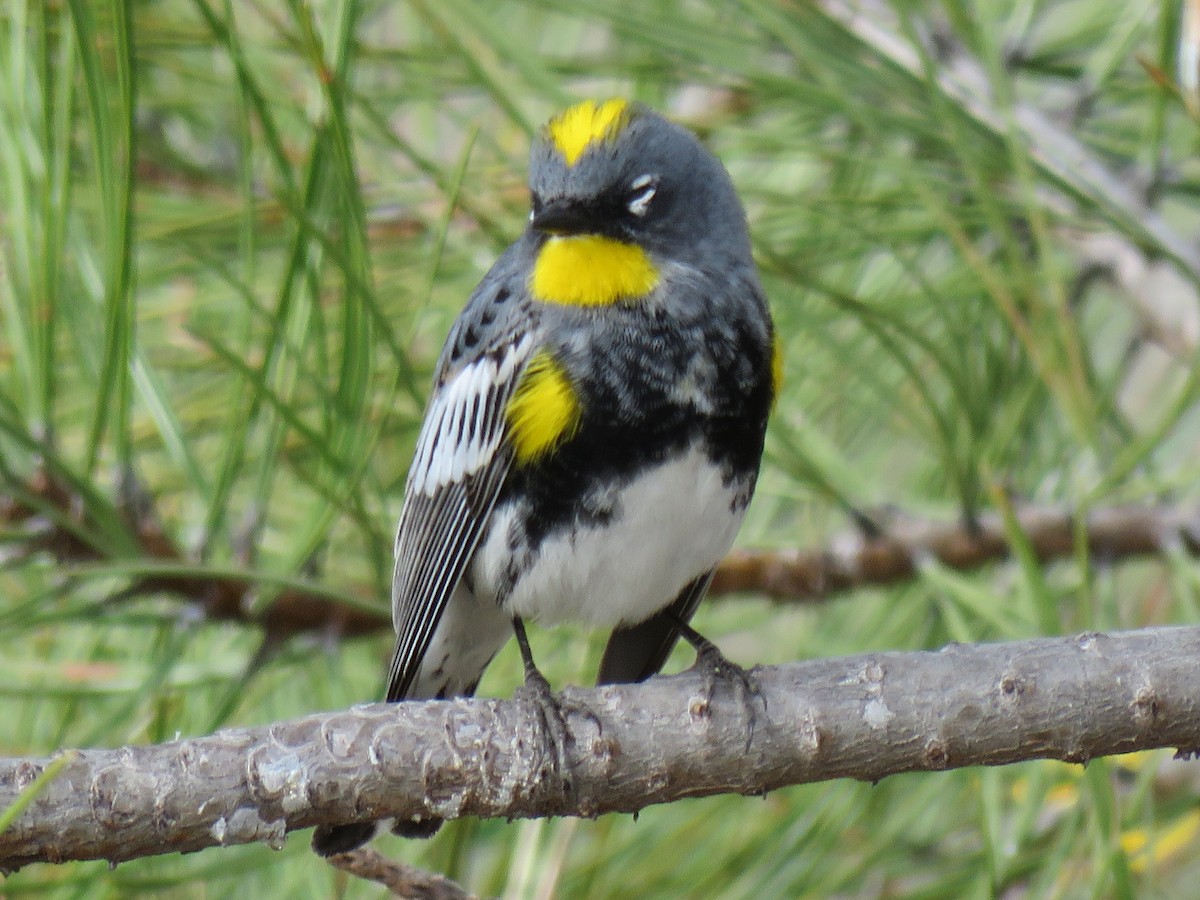 Yellow-rumped Warbler (Audubon's) - ML617882525