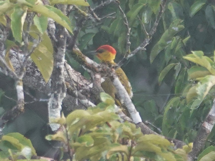 Yellow-throated Woodpecker - ML617882528