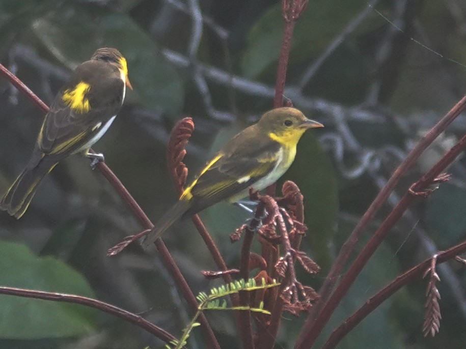 Yellow-backed Tanager - ML617882558