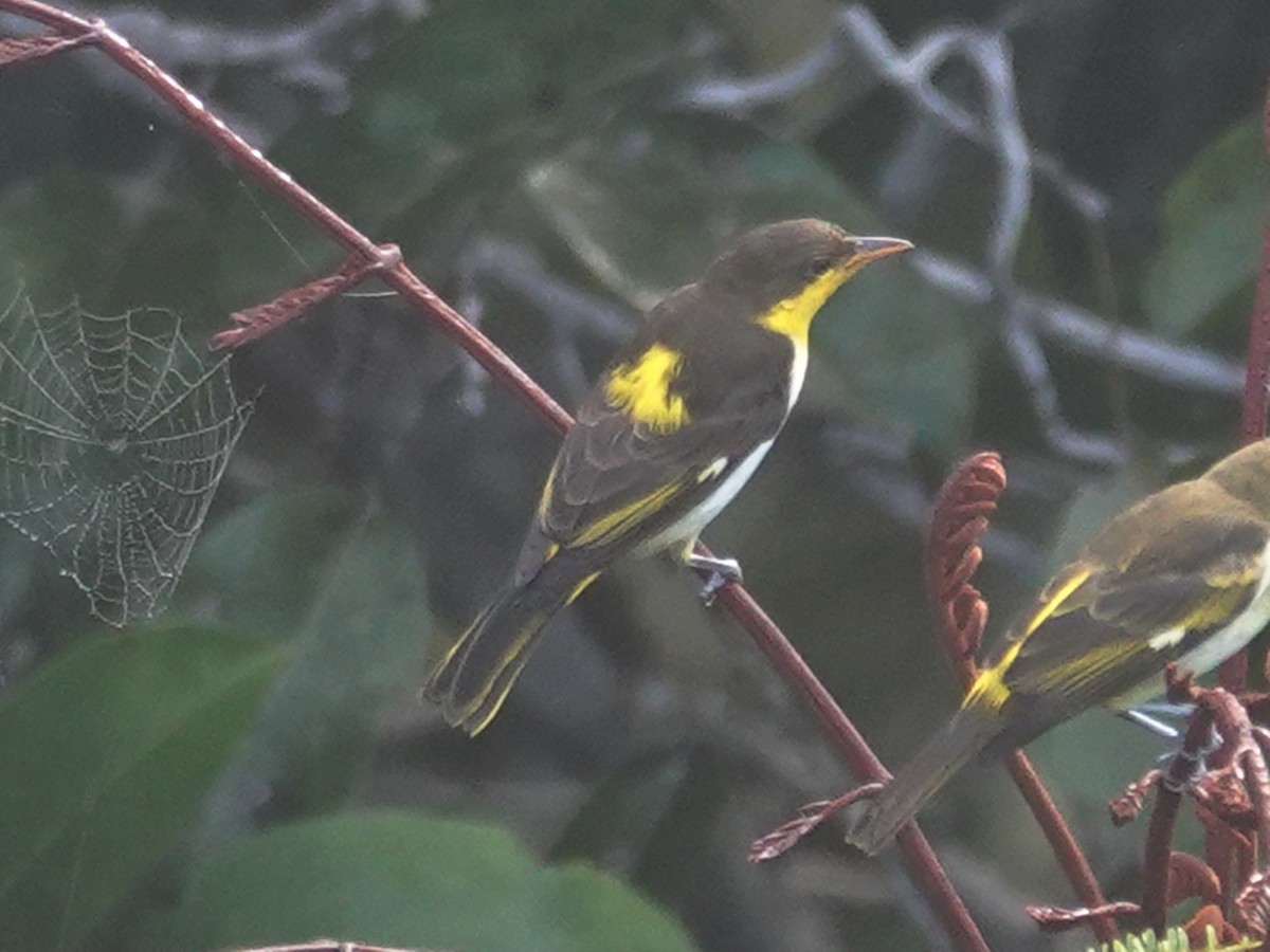 Yellow-backed Tanager - ML617882559