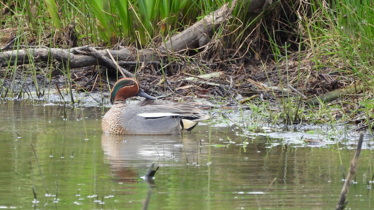 Green-winged Teal - Andy  Woodward
