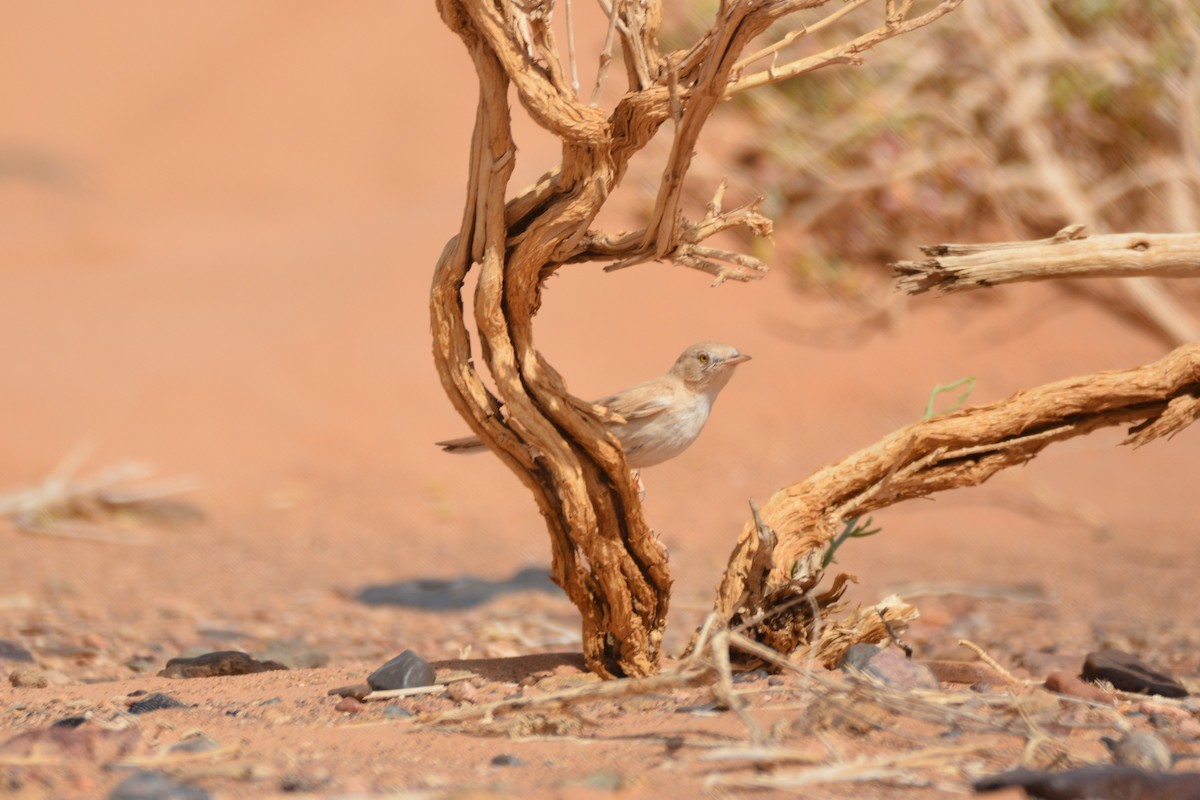 African Desert Warbler - ML617882573