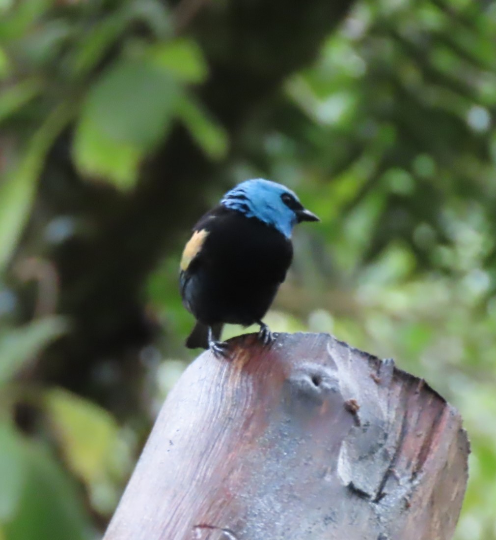 Blue-necked Tanager - ML617882600