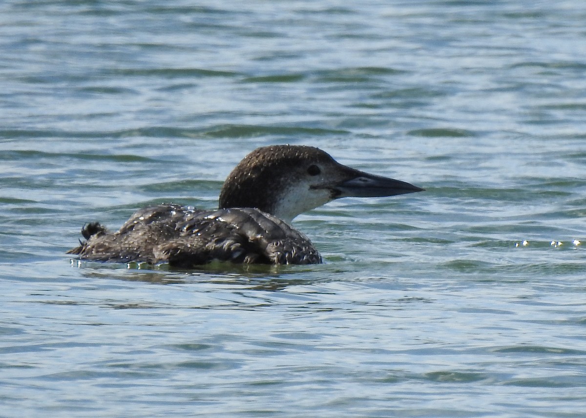 Common Loon - Betsy McCully