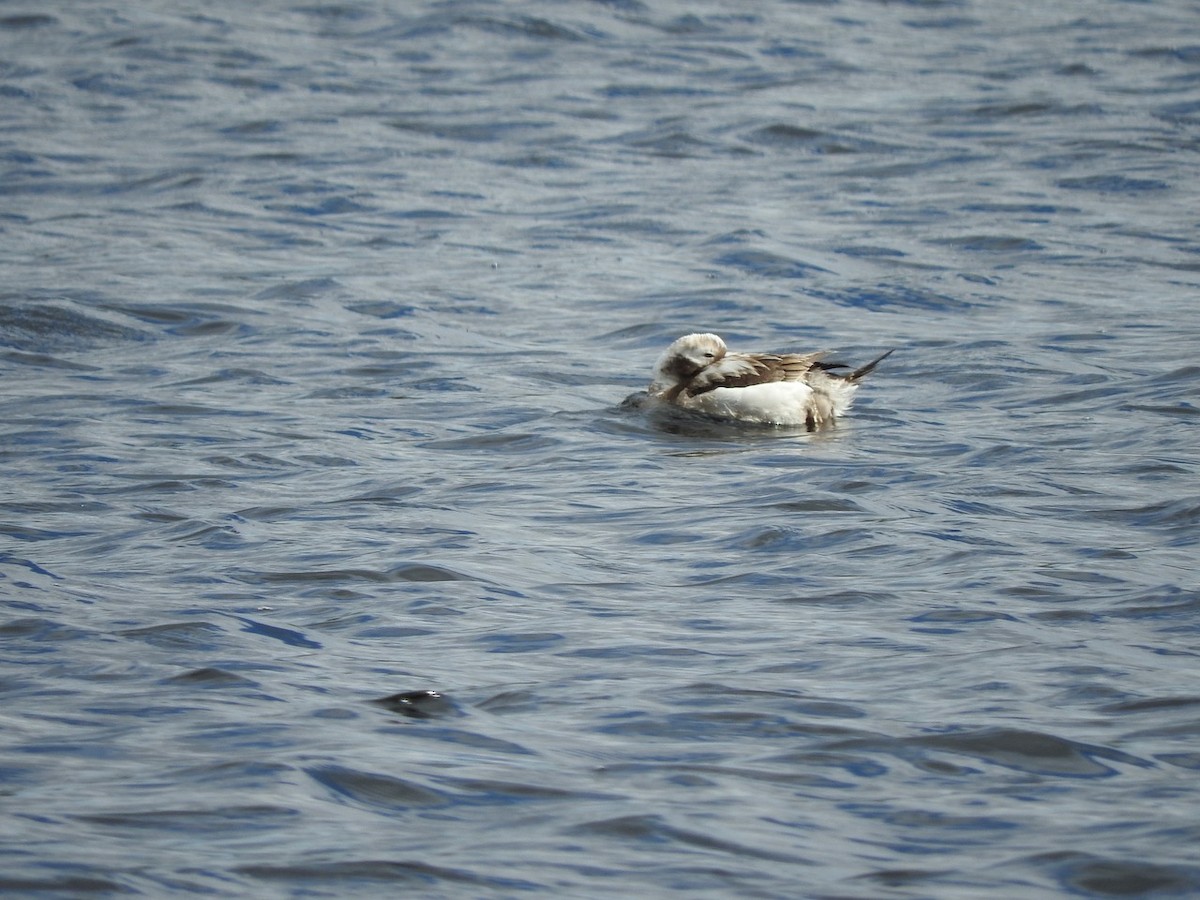 Long-tailed Duck - ML617882613