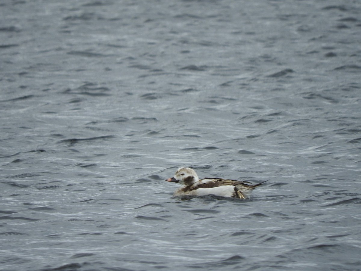 Long-tailed Duck - ML617882614