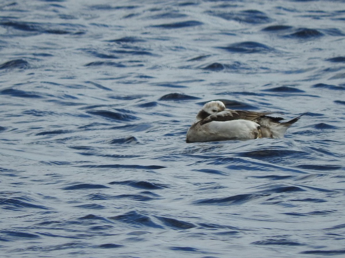 Long-tailed Duck - Fransje Holloway